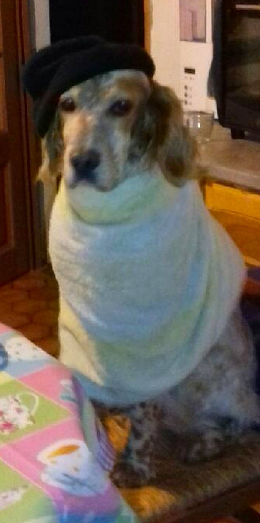 Hindi a rejoint le concours — aidez-le/la à gagner de superbes lots ! canidae, carnivore, companion_dog, dachshund, dog, dog_breed, fawn, fox_terrier, mammal, puppy, rare_breed_dog, sporting_group