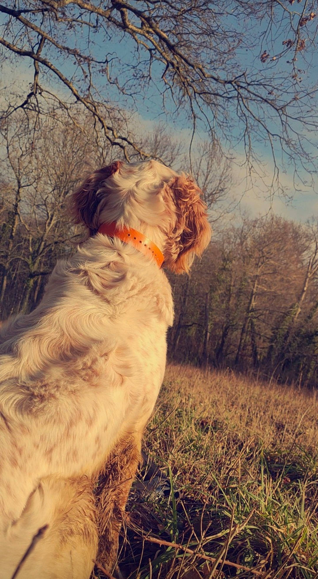 Hindi a rejoint le concours — aidez-le/la à gagner de superbes lots ! canidae, carnivore, clumber_spaniel, dog, dog_breed, english_setter, fur, hunting_dog, retriever, setter, spaniel, spinone_italiano, sporting_group