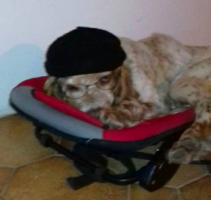 Hindi a rejoint le concours — aidez-le/la à gagner de superbes lots ! canidae, cap, carnivore, cat, dog_breed, fur, hat, headgear, spaniel, sporting_group