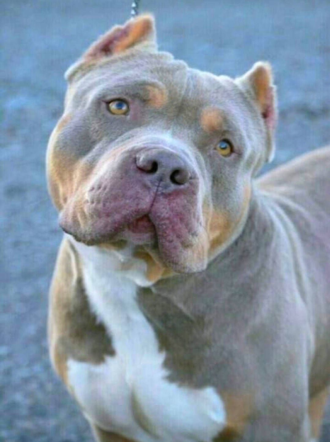 Jaguar a rejoint le concours — aidez-le/la à gagner de superbes lots ! american_bulldog, american_pit_bull_terrier, american_staffordshire_terrier, ancient_dog_breeds, bulldog, canidae, carnivore, companion_dog, dog, dog_breed, fawn, mammal, molosser, non_sporting_group, olde_english_bulldogge, pit_bull, rare_breed_dog, snout, staffordshire_bull_terrier, vertebrate