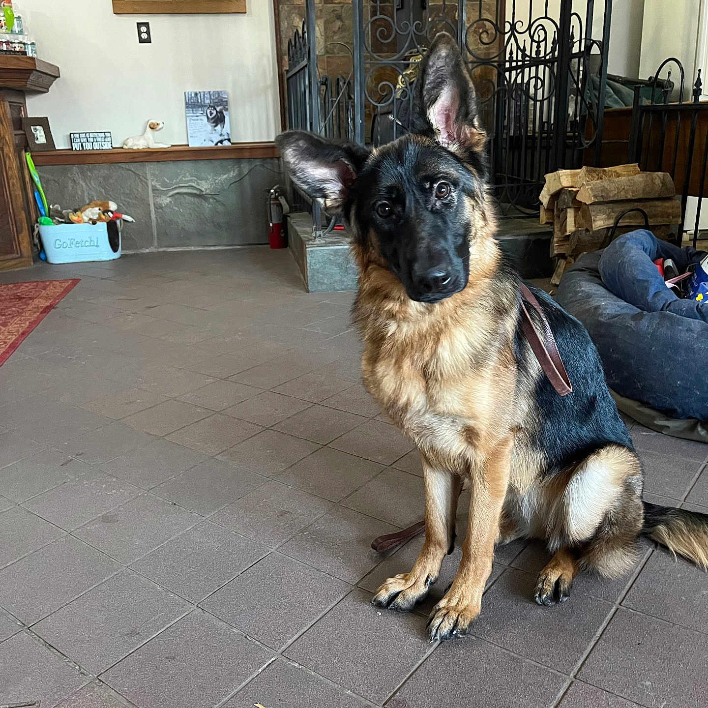 Luna joined the competition — help win amazing prizes! animal, box, canine, clothing, dog, flagstone, footwear, germanshepherd, homedecor, pants, path, person, pet, policedog, puppy, rug, shoe, sidewalk, slate, walkway