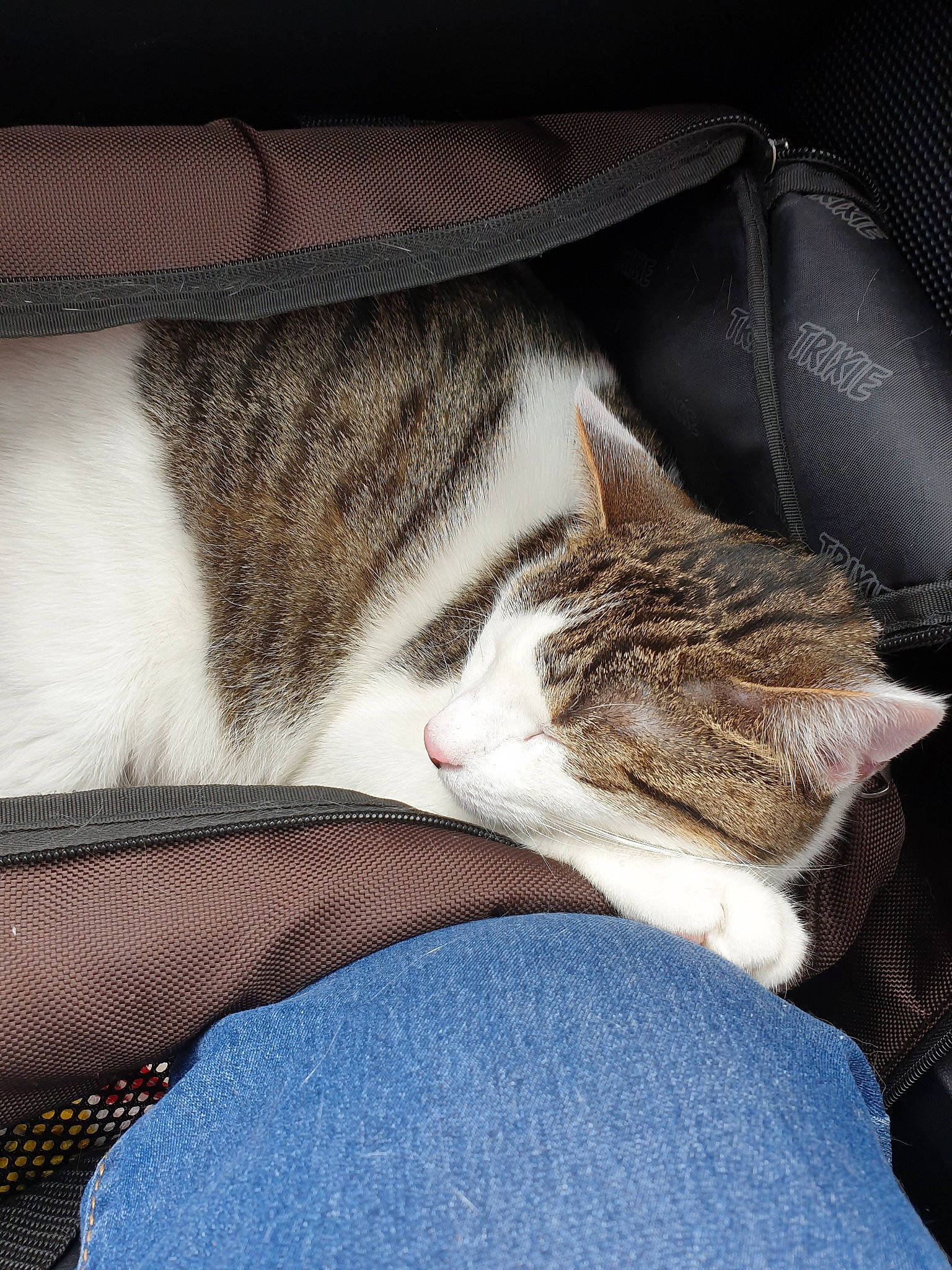 Pymousse participe au concours pour gagner de l'argent avec cette photo : aegean_cat, carnivore, cat, comfort, domestic_short_haired_cat, european_shorthair, felidae, fur, kitten, leg, nap, paw, polydactyl_cat, sleep, small_to_medium_sized_cats, tabby_cat, whiskers