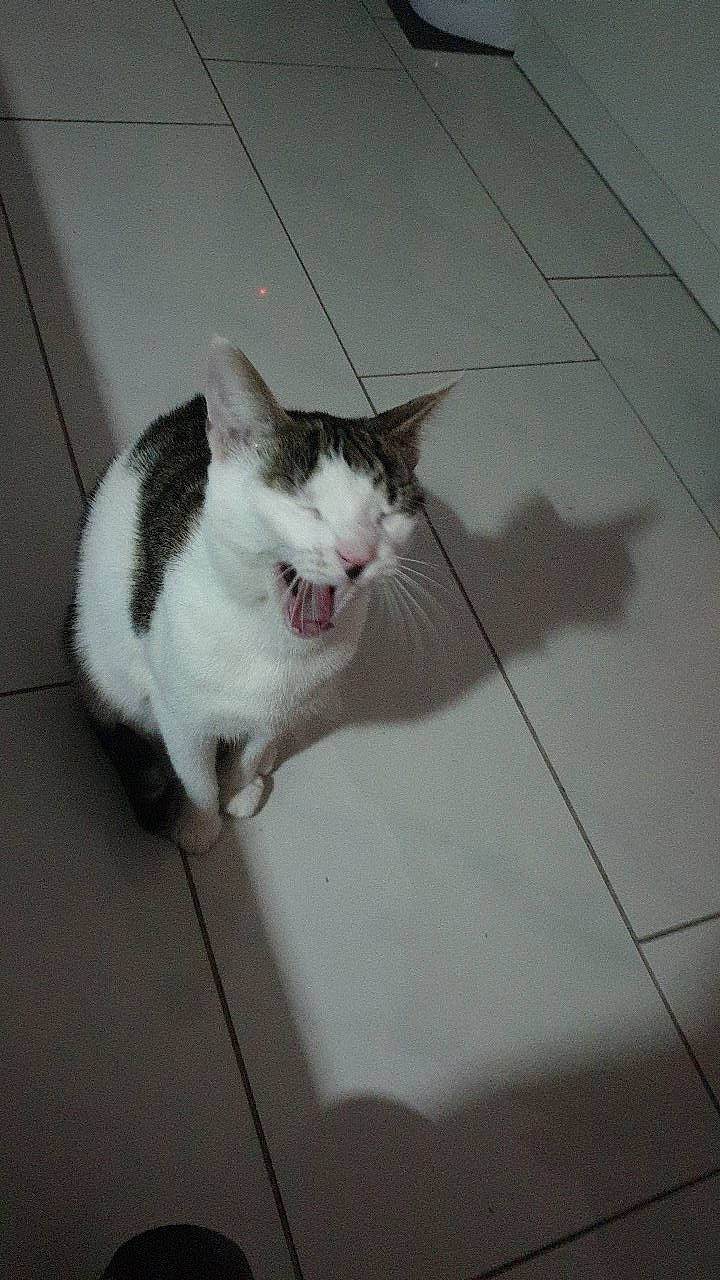 Pymousse a rejoint le concours — aidez-le/la à gagner de superbes lots ! aegean_cat, carnivore, cat, domestic_short_haired_cat, european_shorthair, felidae, floor, kitten, small_to_medium_sized_cats, snout, tail, whiskers