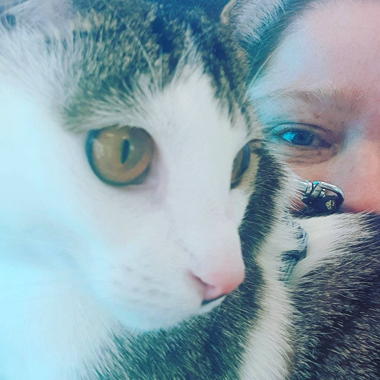 Pymousse a rejoint le concours — aidez-le/la à gagner de superbes lots ! aegean_cat, blue, carnivore, cat, cheek, close_up, ear, eye, eyebrow, face, felidae, fur, head, iris, nose, organ, skin, small_to_medium_sized_cats, snout, whiskers