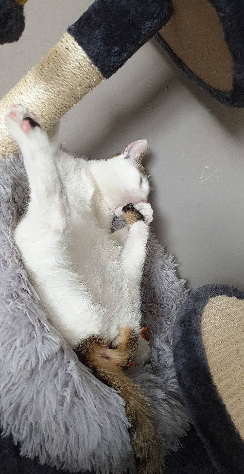 Pymousse a rejoint le concours — aidez-le/la à gagner de superbes lots ! burmilla, carnivore, cat, claw, fawn, felidae, fur, kitten, paw, polydactyl_cat, small_to_medium_sized_cats, tail, whiskers