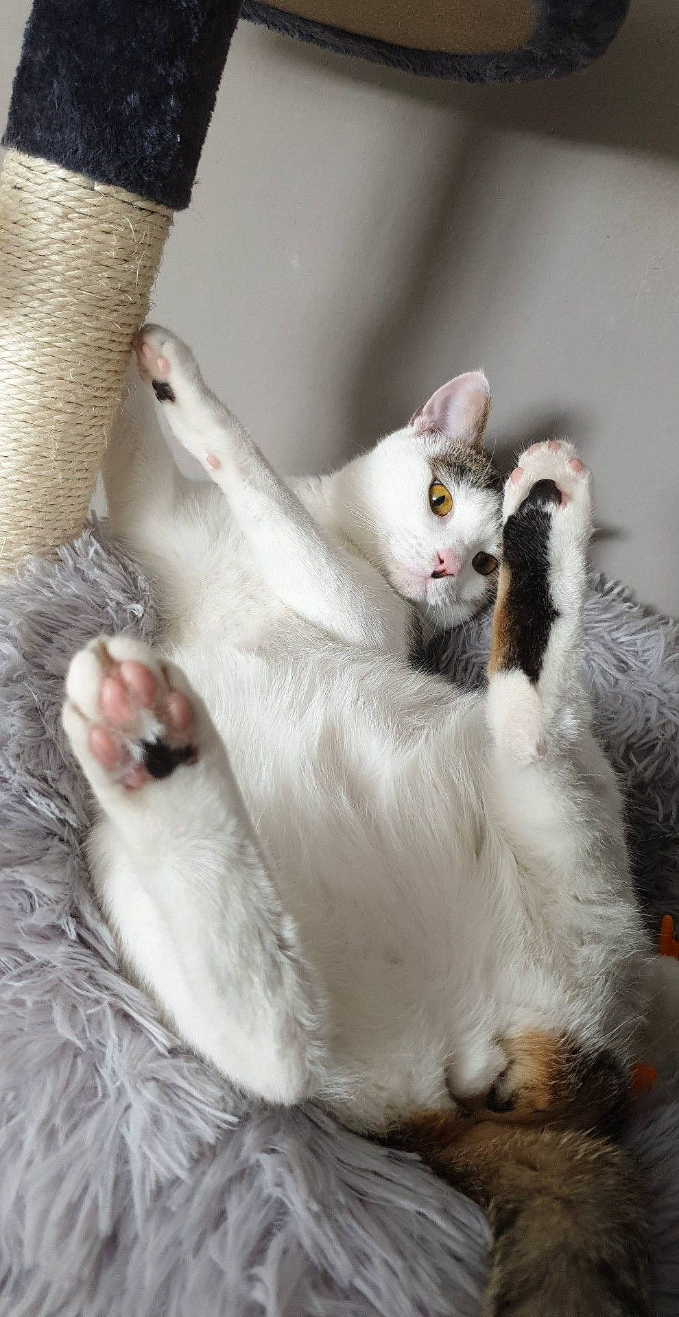 Pymousse a rejoint le concours — aidez-le/la à gagner de superbes lots ! american_curl, asian, burmilla, carnivore, cat, colorpoint_shorthair, felidae, fur, javanese, khao_manee, kitten, paw, polydactyl_cat, ragdoll, small_to_medium_sized_cats, tail, turkish_angora, turkish_van, whiskers