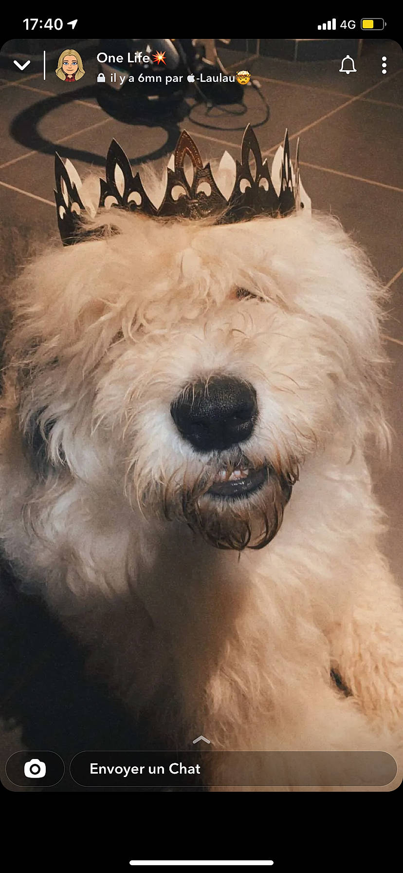 Pablo a rejoint le concours — aidez-le/la à gagner de superbes lots ! carnivore, companion_dog, dog, dog_breed, dog_collar, fur, small_terrier, snout, sporting_group, terrestrial_animal, terrier, working_animal