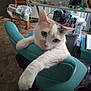 cat, chair, cat_paw, indoor, office_chair, white_cat, orange_cat, stretching, pet, feline, toy_doll, crocheted_blanket, makeup, desk, clutter, room, carpet, furniture, relaxing, curious