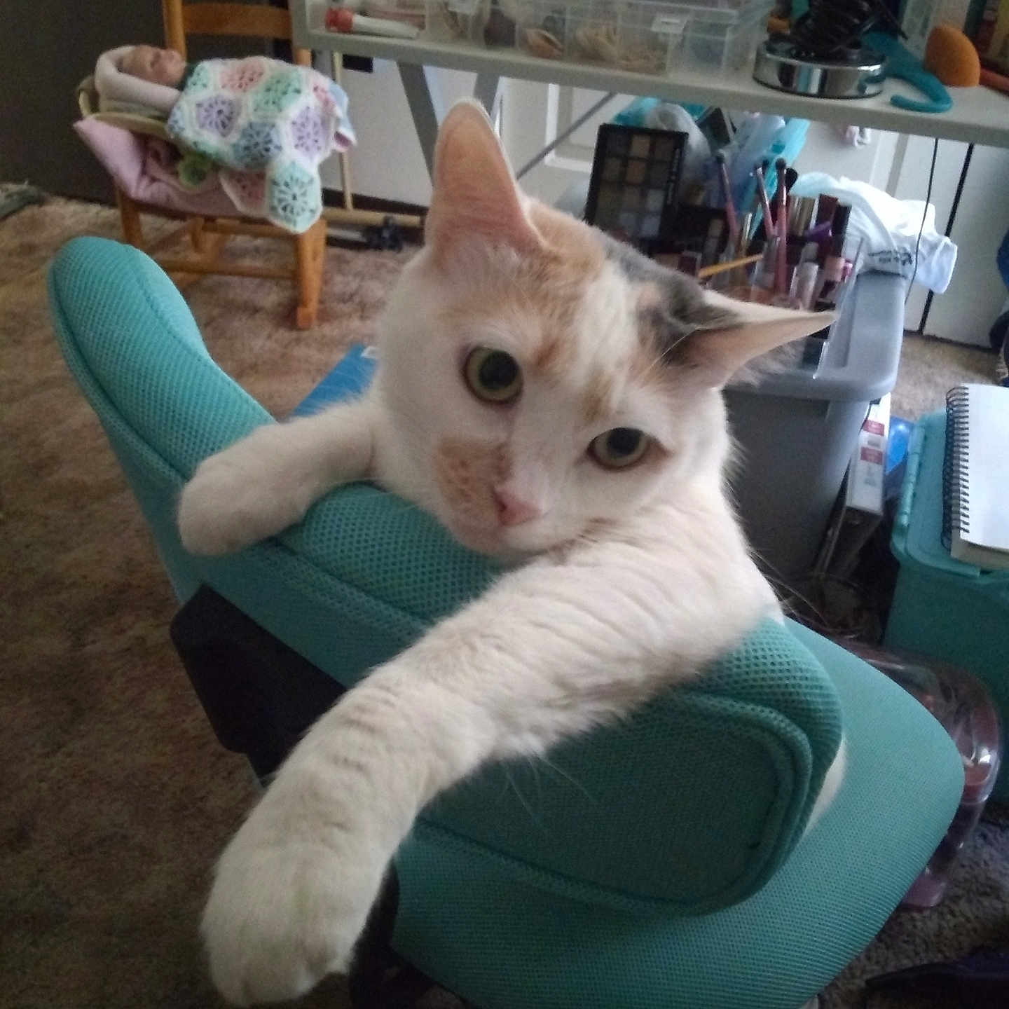 Lilly Marie joined the competition — help win amazing prizes! carpet, cat, cat_paw, chair, clutter, crocheted_blanket, curious, desk, feline, furniture, indoor, makeup, office_chair, orange_cat, pet, relaxing, room, stretching, toy_doll, white_cat