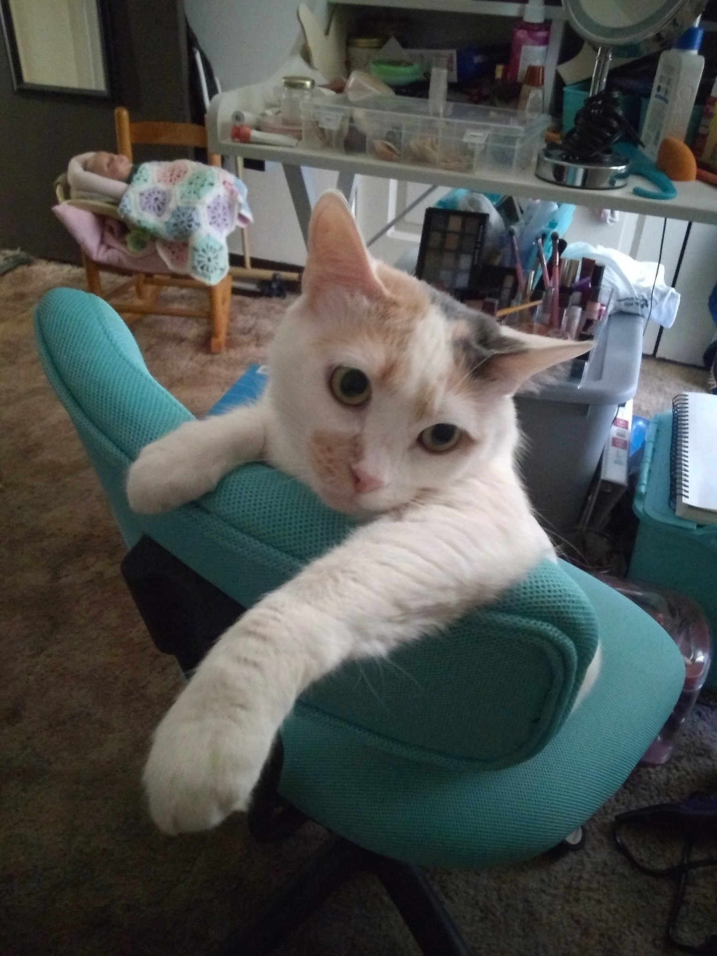 Lilly Marie joined the competition — help win amazing prizes! cat, chair, cat_paw, indoor, office_chair, white_cat, orange_cat, stretching, pet, feline, toy_doll, crocheted_blanket, makeup, desk, clutter, room, carpet, furniture, relaxing, curious