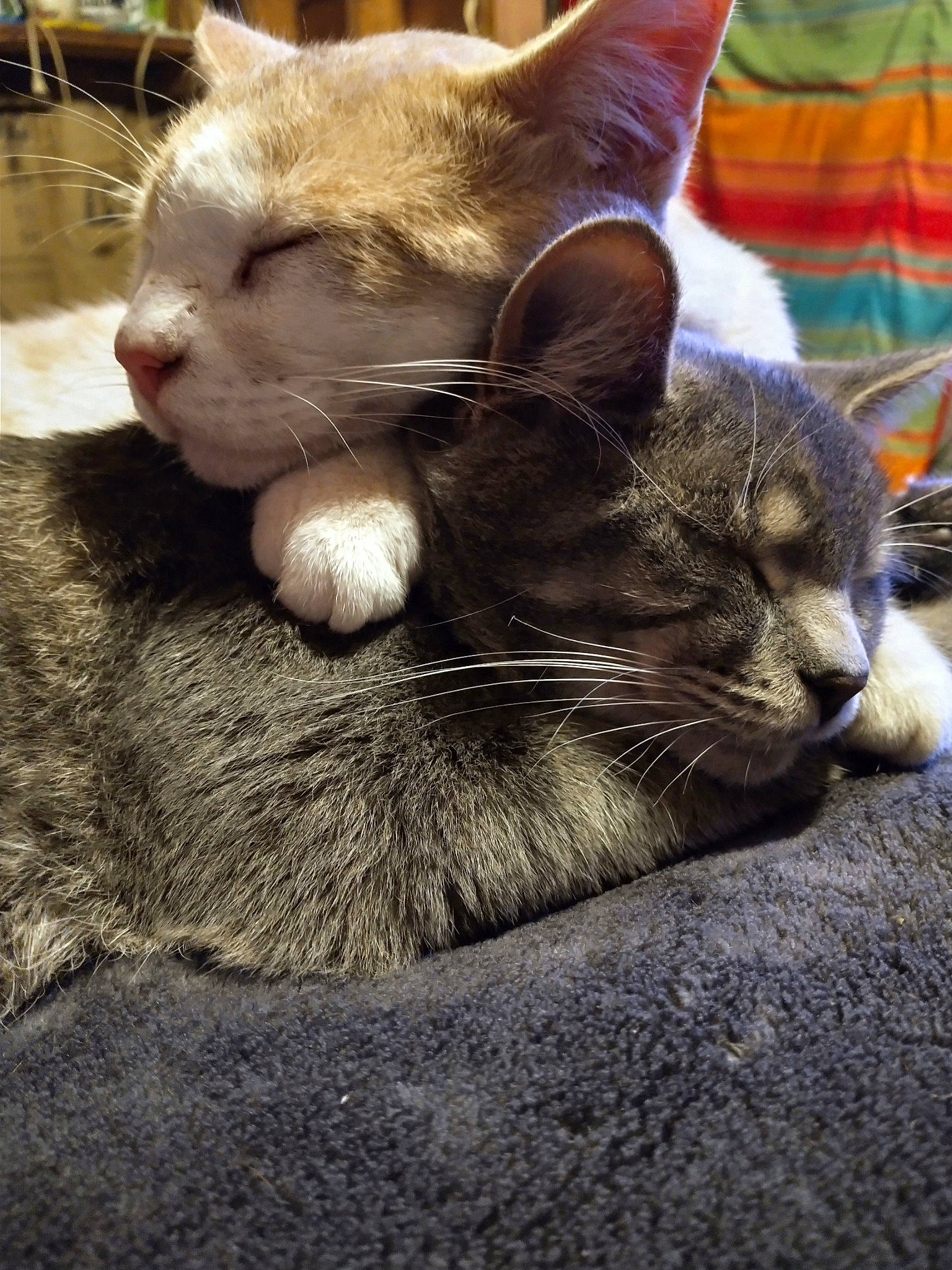 Morris And Smokey joined the competition — help win amazing prizes! carnivore, cat, claw, comfort, domestic_short_haired_cat, ear, eye, felidae, fur, mammal, nap, paw, sitting, sleep, small_to_medium_sized_cats, snout, tail, terrestrial_animal, vertebrate, whiskers