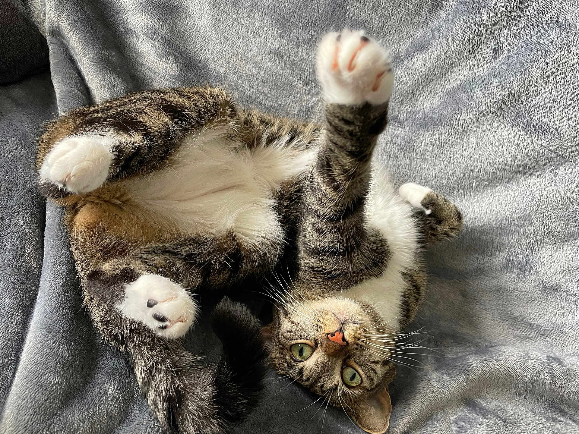 Raven a rejoint le concours — aidez-le/la à gagner de superbes lots ! cat, tabby, pet, animal, feline, paws, whiskers, green_eyes, blanket, soft, cute, playful, lying_down, stretching, indoor, fur, relaxed, cozy, sleepy, domestic_cat