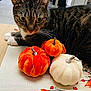 cat, tabby_cat, plush_pumpkins, orange_pumpkin, white_pumpkin, table, indoor, decor, fall_decor, close_up, feline, curious, whiskers, fabric, home_interior, plant_pattern, cozy, animal, pet, autumn