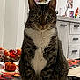 cat, tabby, indoor, autumn, pumpkins, decorations, table, furniture, green_eyes, sitting, cozy, home, leaf, fall, portrait, pet, domestic_cat, cute, animal, feline