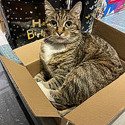 Isis a rejoint le concours — aidez-le/la à gagner de superbes lots ! cat, tabby_cat, cardboard_box, gift_bag, indoor, feline, pet, curious, brown_tabby, white_chest, striped_fur, sitting, close_up, domestic_cat, floor, table, celebration, party, colorful, cozy