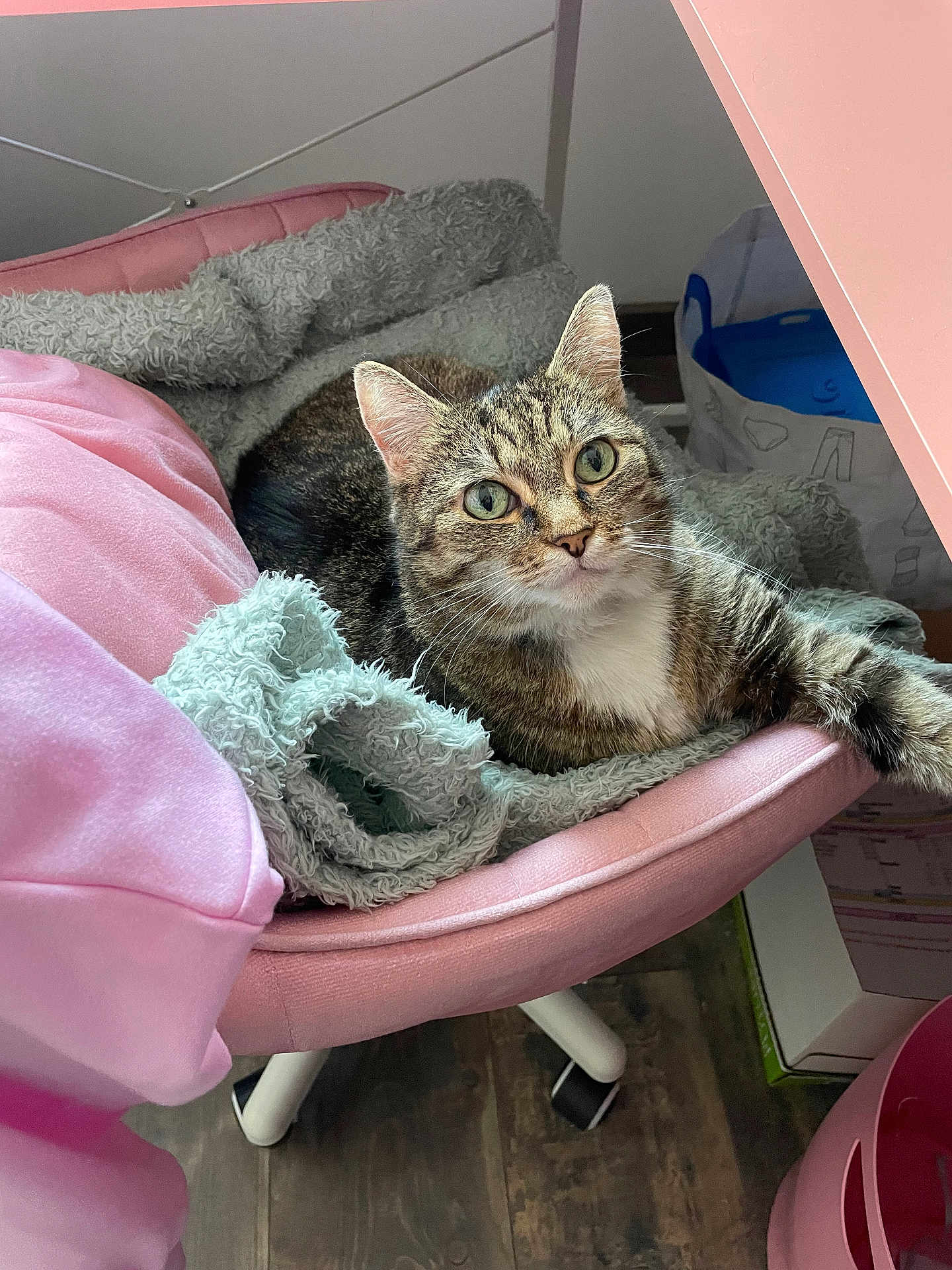 Isis a rejoint le concours — aidez-le/la à gagner de superbes lots ! cat, tabby_cat, chair, blanket, indoor, pet, feline, fur, curious, relaxed, green_eyes, pink, soft_texture, home, cozy, resting, domestic_animal, looking, floor, household_item