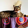 cat, tabby_cat, pet, animal, feline, striped, lying_down, lounging, green_eyes, whiskers, ears, paws, blanket, colorful, patterned, indoor, furniture, home, portrait, relaxed