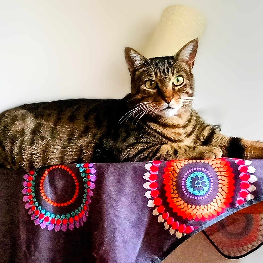 O'Malley