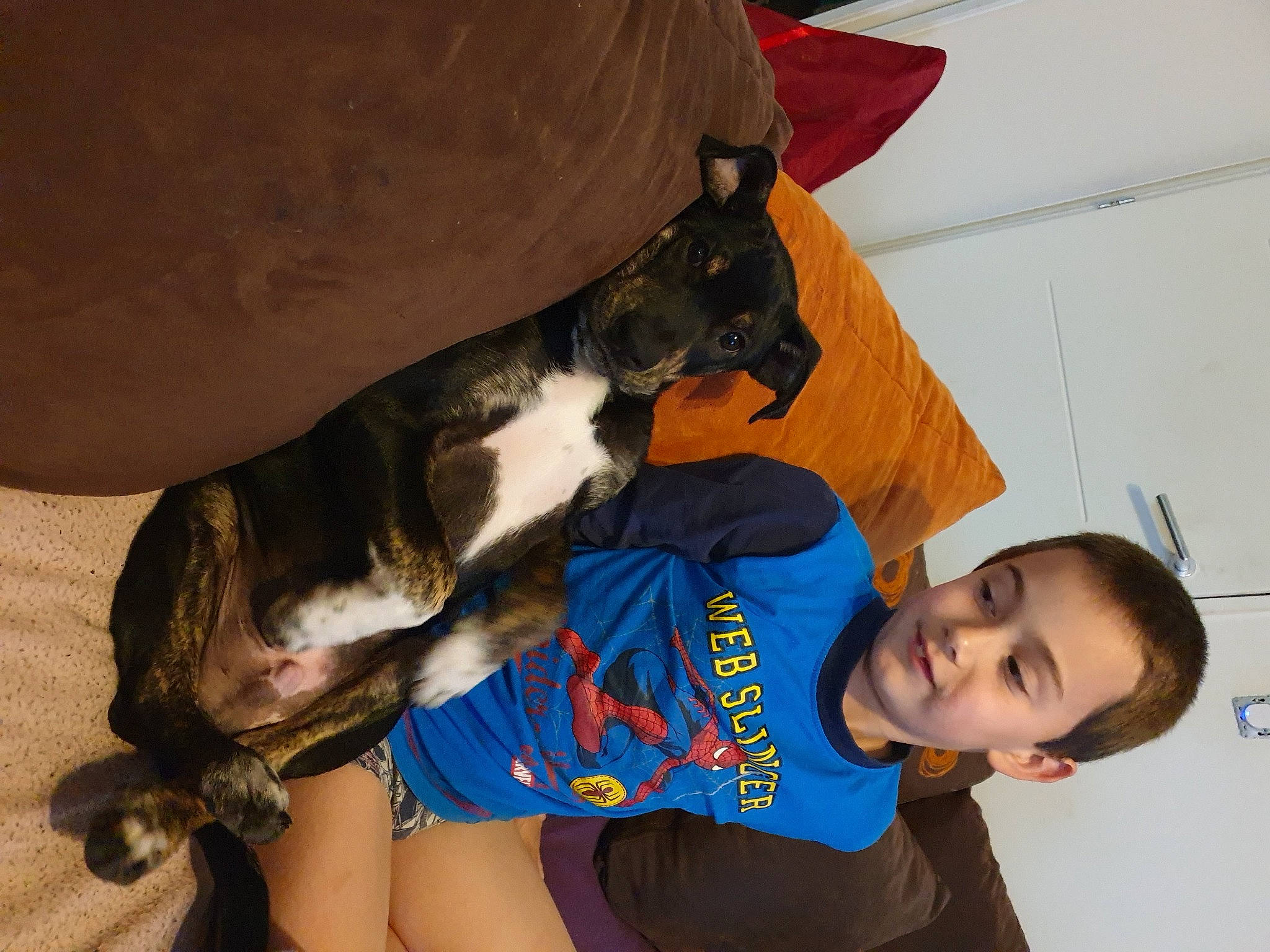 Rio a rejoint le concours — aidez-le/la à gagner de superbes lots ! canidae, carnivore, comfort, companion_dog, couch, dog, dog_breed, elbow, fawn, fun, fur, happy, human_leg, knee, lap, paw, smile, sporting_group, tail, thigh