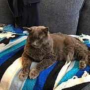 Smokey is registered to the contest to win money with this photo: animal, blanket, cat, couch, cozy, domestic_animal, feline, fur, furniture, gray_cat, home, indoor, laying_down, paws, pet, relaxed, resting, striped_blanket, tail, whiskers