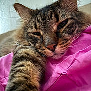 Ollie is registered to the contest to win money with this photo: cat, tabby, close_up, sleepy, paw, pink_fabric, fur, whiskers, indoor, pet, relaxed, cute, animal, mammal, feline, texture, soft, resting, stretching, domestic_cat