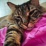 cat, tabby, close_up, sleepy, paw, pink_fabric, fur, whiskers, indoor, pet, relaxed, cute, animal, mammal, feline, texture, soft, resting, stretching, domestic_cat