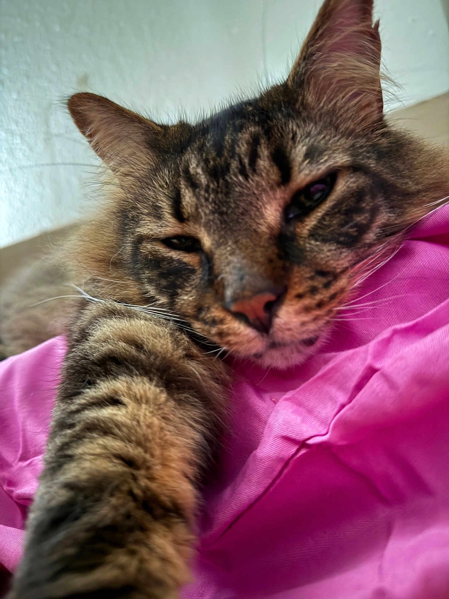 Ollie