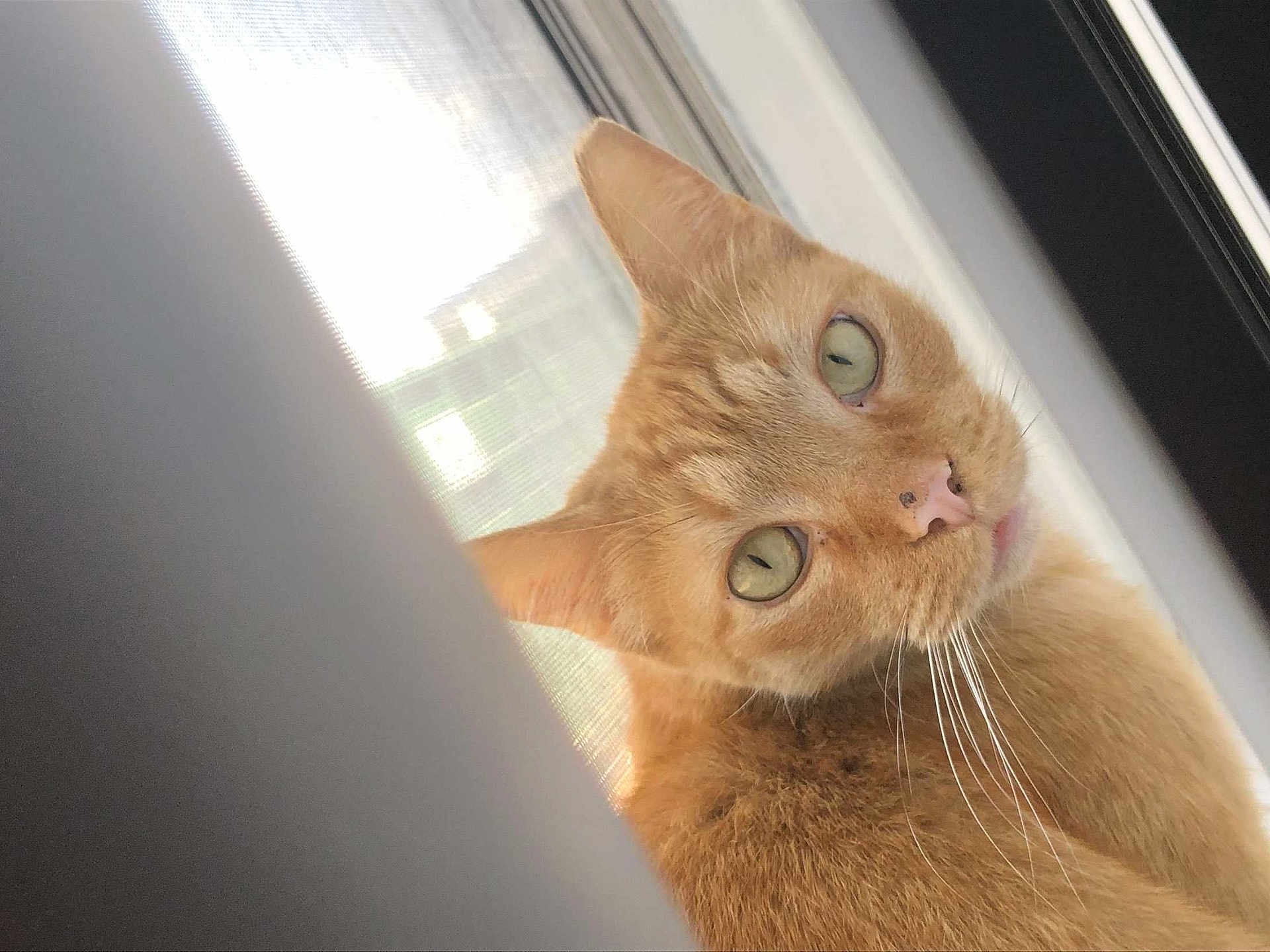 Simba