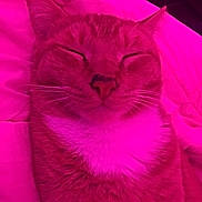 Nacho joined the competition — help win amazing prizes! cat, close_up, sleeping, pink_light, fur, whiskers, pet, domestic_cat, cozy, blanket, resting, cute, feline, indoor, comfort, relaxed, animal, mammal, portrait, snuggled