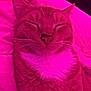 cat, close_up, sleeping, pink_light, fur, whiskers, pet, domestic_cat, cozy, blanket, resting, cute, feline, indoor, comfort, relaxed, animal, mammal, portrait, snuggled