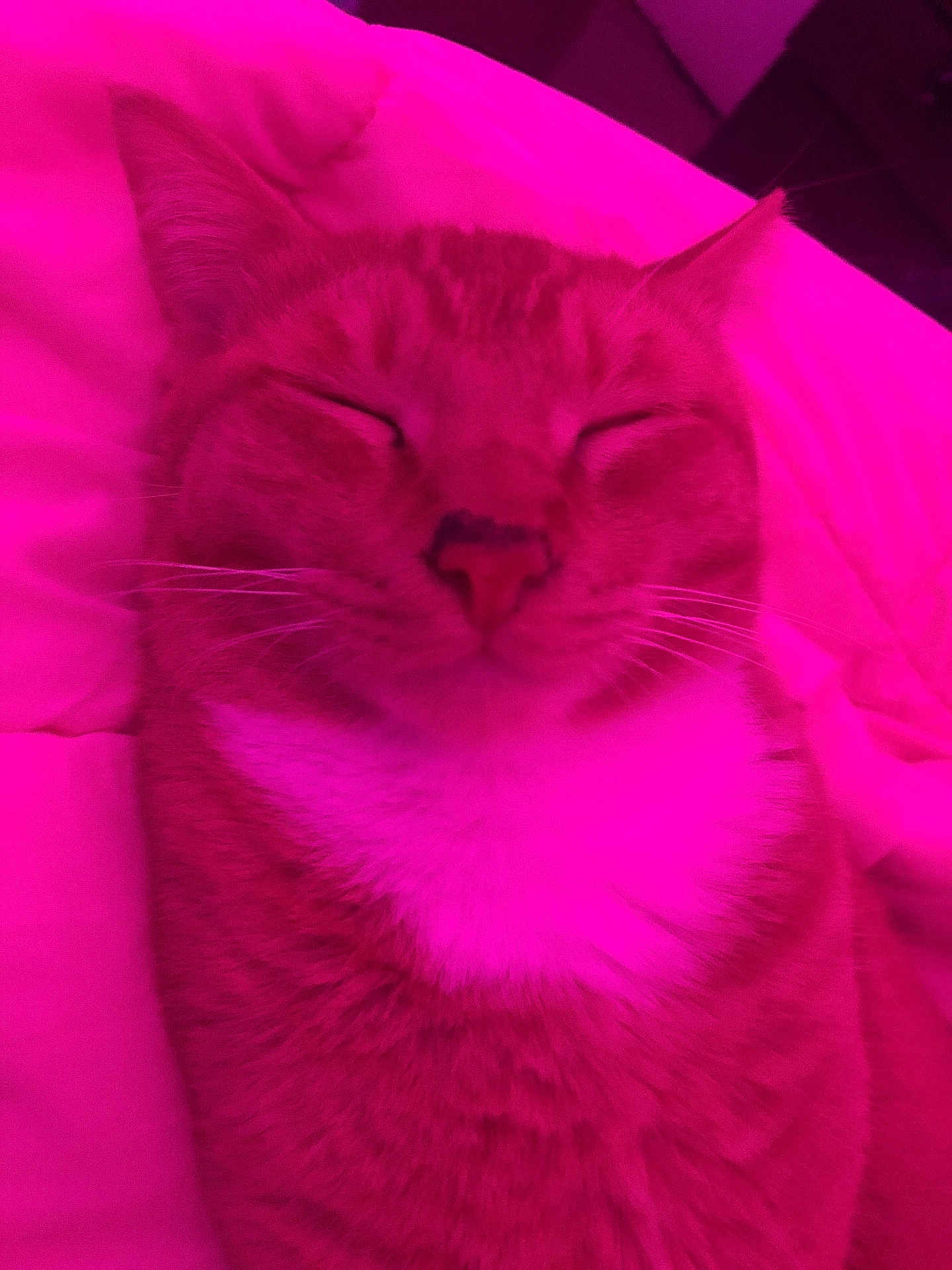 Nacho joined the competition — help win amazing prizes! cat, close_up, sleeping, pink_light, fur, whiskers, pet, domestic_cat, cozy, blanket, resting, cute, feline, indoor, comfort, relaxed, animal, mammal, portrait, snuggled