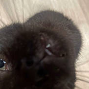 Angel is registered to the contest to win money with this photo: black_cat, cat, close_up, whiskers, eyes, pet, animal, feline, curious, indoor, wooden_floor, floor, fur, cute, nose, head, muzzle, domestic_cat, face_closeup, looking