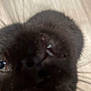 black_cat, cat, close_up, whiskers, eyes, pet, animal, feline, curious, indoor, wooden_floor, floor, fur, cute, nose, head, muzzle, domestic_cat, face_closeup, looking