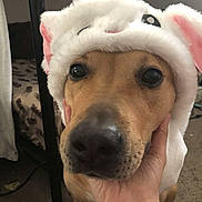 Sadie The Lady is registered to the contest to win money with this photo: dog, animal, pet, hat, costume, close_up, indoor, hand, cute, brown, fur, ears, face, eyes, carpet, bed, blanket, furniture, canine, portrait