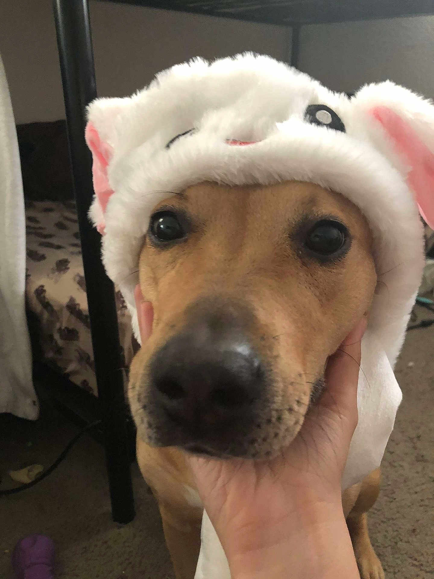 Sadie The Lady is registered to the contest to win money with this photo: dog, animal, pet, hat, costume, close_up, indoor, hand, cute, brown, fur, ears, face, eyes, carpet, bed, blanket, furniture, canine, portrait