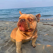 Biggy participe au concours pour gagner de l'argent avec cette photo : animal, beach, canine, curious, daytime, dog, ears, french_bulldog, nature, ocean, outdoor, paws, pet, portrait, sand, snout, summer, sunlight, water, waves