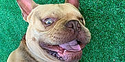 Biggy participe au concours pour gagner de l'argent avec cette photo : animal, bodypart, boxer, bulldog, canine, dog, frenchbulldog, grass, lawn, mouth, person, pet, pitbull, plant, puppy, whitedog