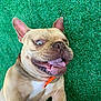 animal, bodypart, boxer, bulldog, canine, dog, frenchbulldog, grass, lawn, mouth, person, pet, pitbull, plant, puppy, whitedog