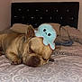 Biggy a rejoint le concours — aidez-le/la à gagner de superbes lots ! animal, bed, bedroom, blanket, bulldog, canine, cushion, dog, frenchbulldog, furniture, homedecor, indoors, interiordesign, pet, pillow, puppy, quilt, room, teddybear, toy