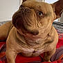 Biggy participe au concours pour gagner de l'argent avec cette photo : animal, boxer, bulldog, canine, dog, frenchbulldog, pet, pitbull, puppy, snout