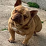 animal, boxer, bulldog, canine, dog, frenchbulldog, pet, pitbull, puppy, snout