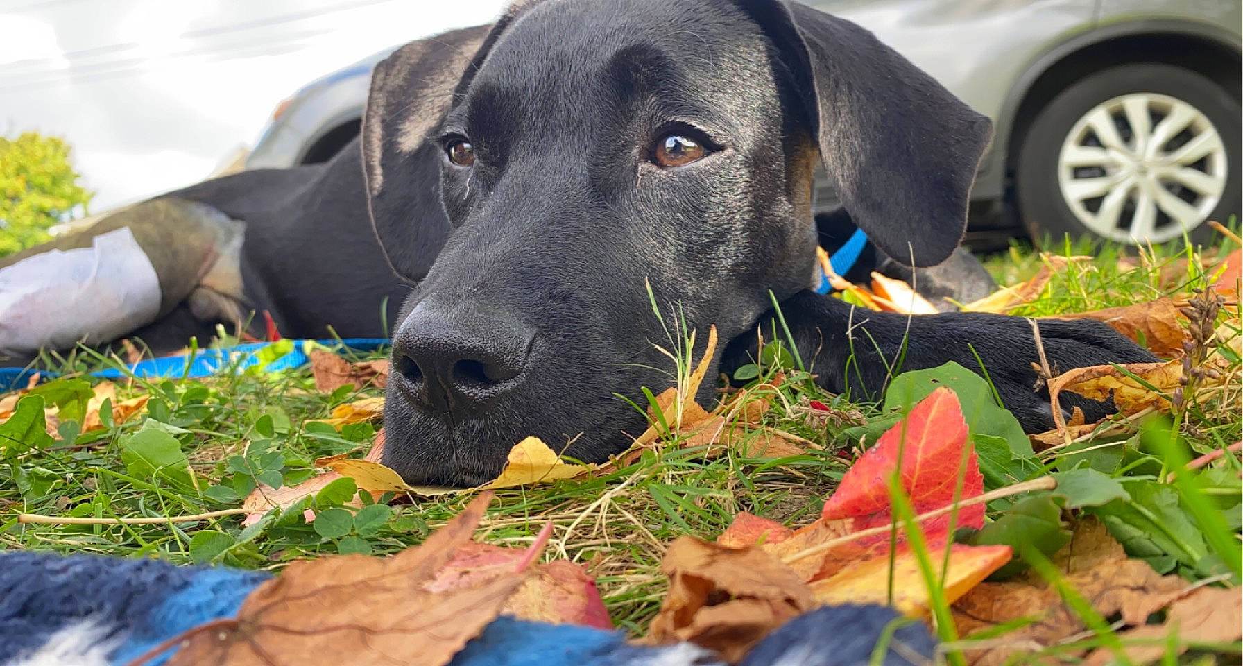 Winston joined the competition — help win amazing prizes! borador, carnivore, collar, companion_dog, dog, dog_breed, eye, grass, gun_dog, hubcap, personal_protective_equipment, plant, retriever, snout, sporting_group, tire, vertebrate, wheel, whiskers, working_animal