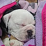 Kipper joined the competition — help win amazing prizes! puppy, dog, bulldog, sleeping, blanket, paw, fur, cute, cozy, nap, closeup, pet, fur_texture, rest, indoors, animal, warm, pink, purple, soft