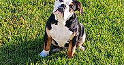 Kipper is registered to the contest to win money with this photo: bulldog, puppy, dog, grass, greenery, outdoor, pet, animal, cute, sitting, sunlight, nature, canine, fur, head_tilt, adorable, young, playful, summer, daytime