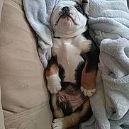 Kipper is registered to the contest to win money with this photo: puppy, dog, sleeping, blanket, couch, fur, pet, cute, relaxed, resting, indoor, cozy, animal, young, snuggled, paw, nose, tricolor, soft, lying_down