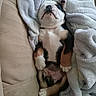 puppy, dog, sleeping, blanket, couch, fur, pet, cute, relaxed, resting, indoor, cozy, animal, young, snuggled, paw, nose, tricolor, soft, lying_down