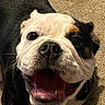 Kipper is registered to the contest to win money with this photo: dog, bulldog, pet, animal, close_up, happy, mouth_open, nose, face, fur, whiskers, carpet, indoor, canine, smiling, cute, playful, friendly, companion, domestic