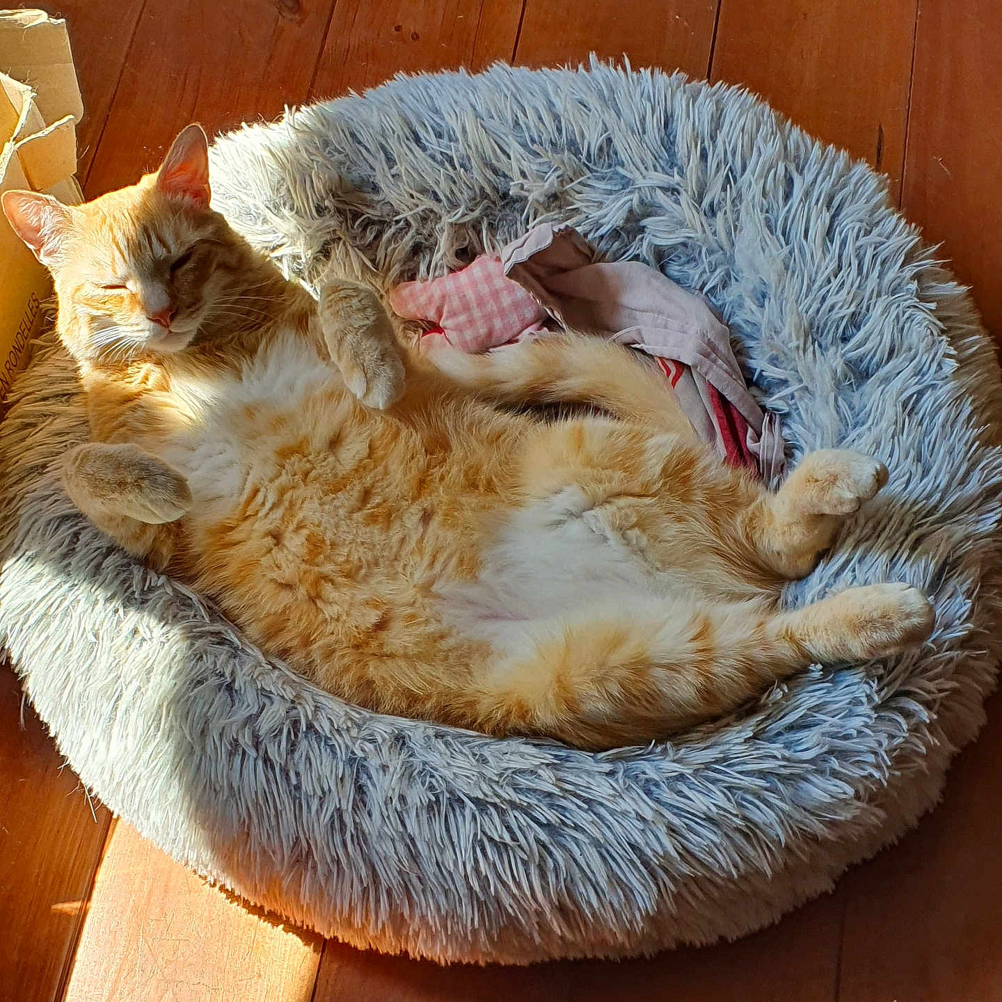 Garfield participe au concours pour gagner de l'argent avec cette photo : abyssinian, animal, canine, cat, couch, dog, dogbed, furniture, hardwood, homedecor, kitten, manx, person, pet, sleeping, wood