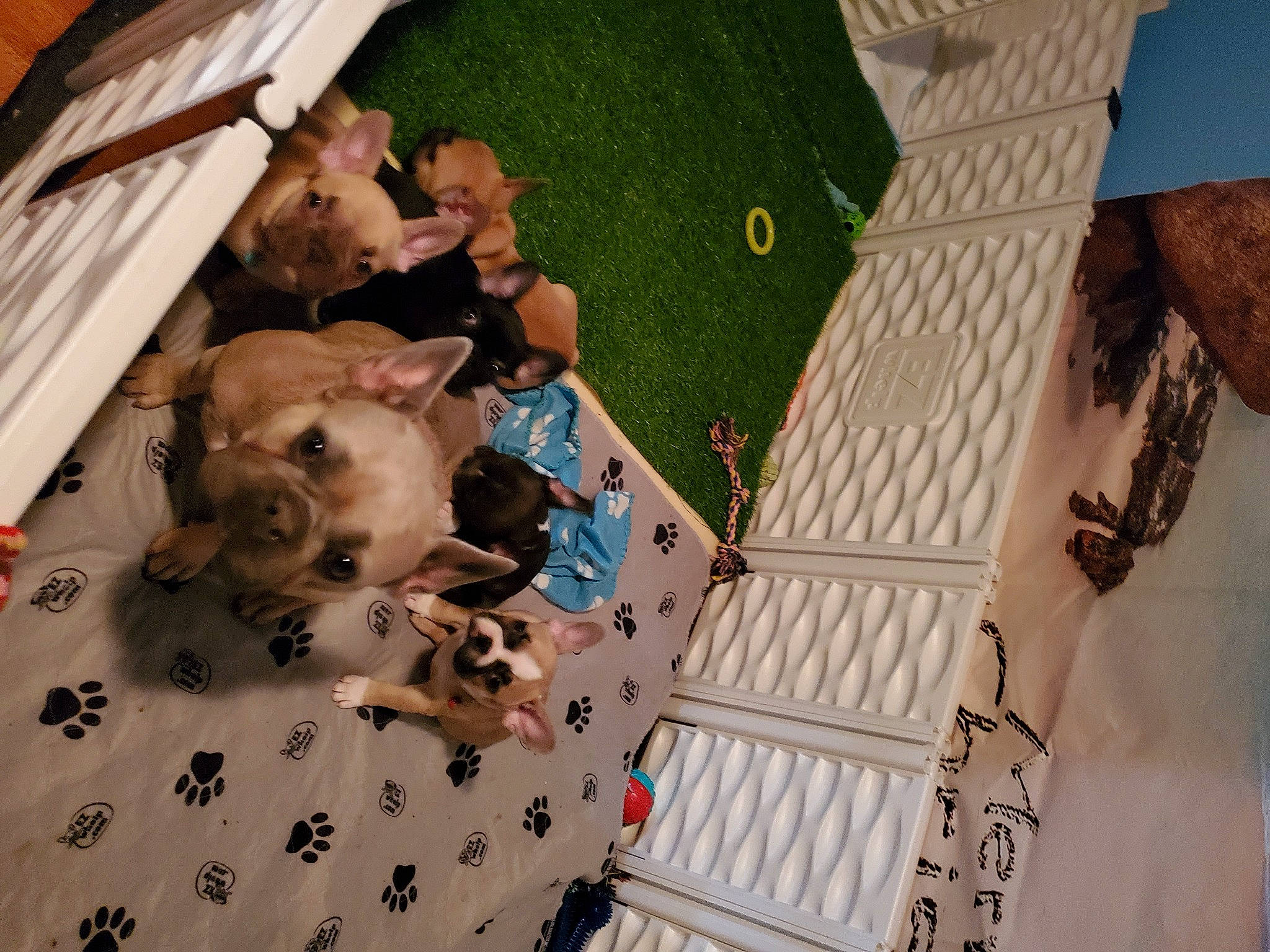 Juliet joined the competition — help win amazing prizes! adaptation, baby, baby_products, child, flooring, fun, grass, indoor_games_and_sports, leisure, linens, pattern, play, recreation, room, stuffed_toy, textile, toddler, toy, visual_arts, wood