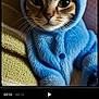 cat, costume, blue, animal, pet, cute, face, ears, whiskers, knitted_blanket, cozy, indoor, portrait, feline, fur, button, closeup, expression, soft, resting